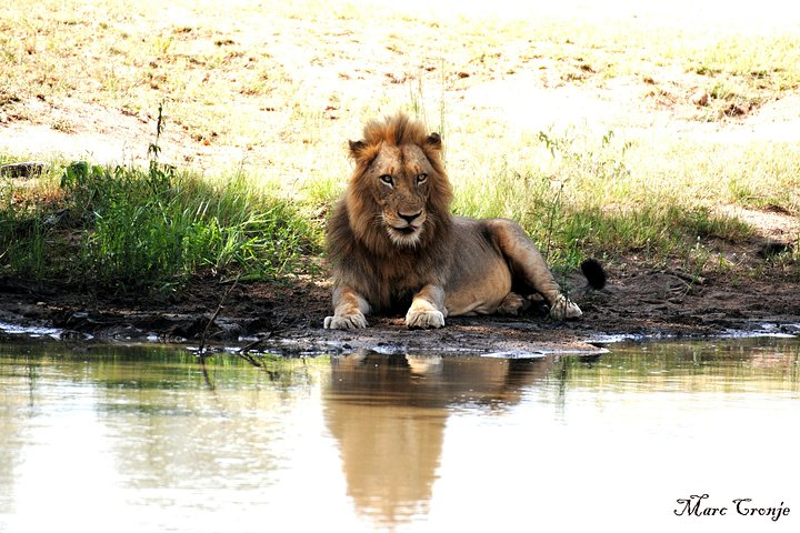 Close up with lions